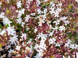 Myoporum parvifolium purpurea