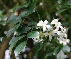 Murraya paniculata