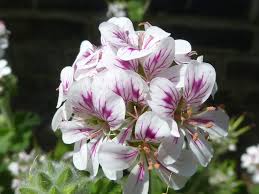 Pelargonium australe