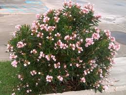 Nerium oleander dwarf