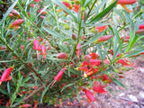 Eremophila decipiens