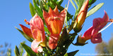 Eremophila maculata cerise