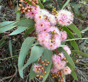 Eucalyptus lansdowneana Crimson