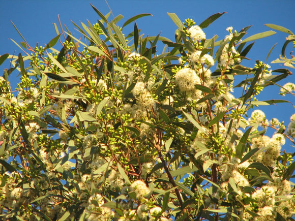 Eucalyptus Porosa