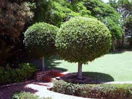 Ficus microcarpa hillii