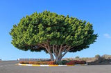 Ficus microcarpa hillii