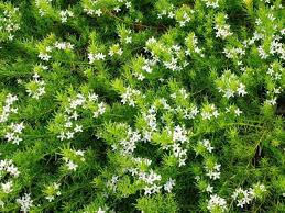 Myoporum parvifolium purpurea Fine leaf