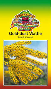 Gold-Dust Wattle - Acacia Acinacea