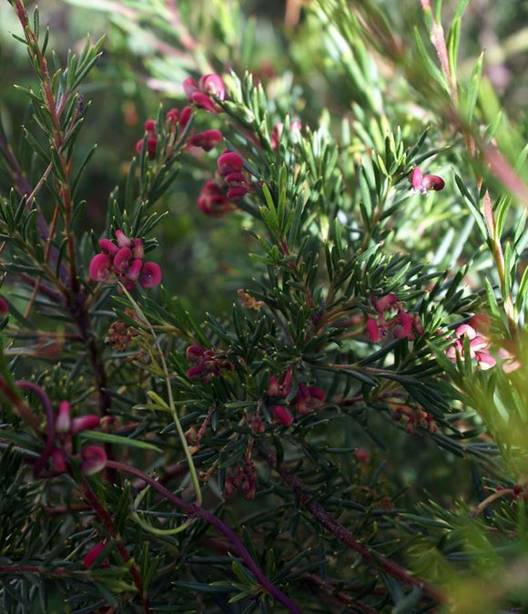 Grevillea Blossom Baby