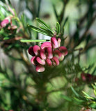 Grevillea Blossom Baby