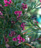 Grevillea Blossom Baby