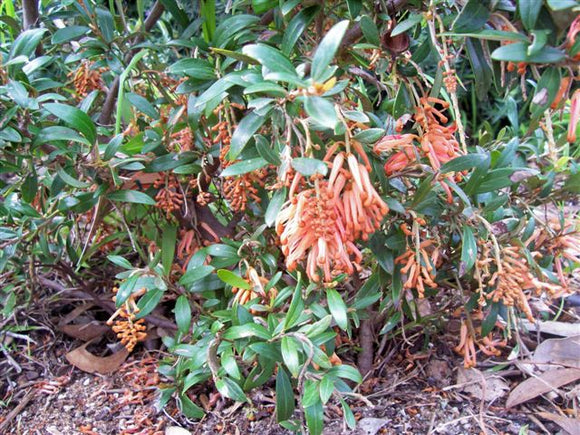 grevillea apricot charm