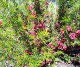 Grevillea clearview david