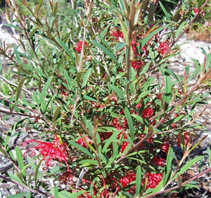 Grevillea poorinda firebird