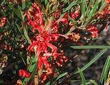 Grevillea poorinda firebird