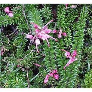 Eremophila maculata Purple