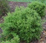 Eremophila maculata Magenta