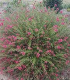 Eremophila maculata Magenta