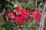 grevillea Thelemanniana Red Wings