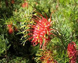 grevillea Thelemanniana Red Wings