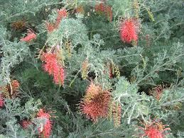 Grevillea Sea spray