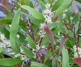 Hakea salicifolia