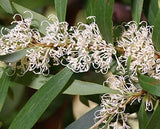 Hakea salicifolia