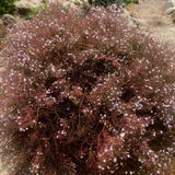 Myoporum parvifolium purpurea Fine leaf