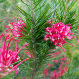 Callistemon phoeniceus