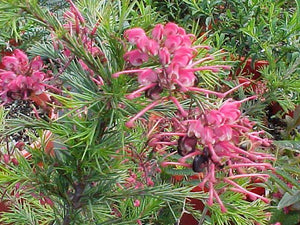 Callistemon phoeniceus