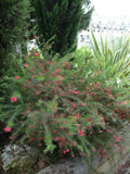 Callistemon phoeniceus