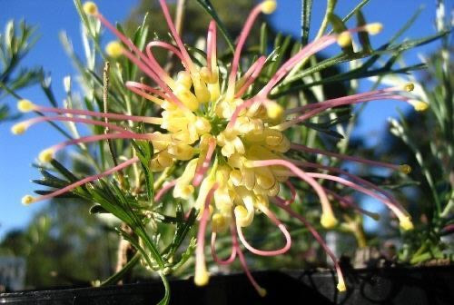 Callistemon pinifolius