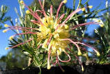 Callistemon pinifolius