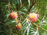 Callistemon pinifolius