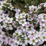 Leptospermum Julie Anne