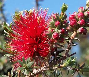 kunzea-baxteri-scarlet-gold-tipped-kunzea