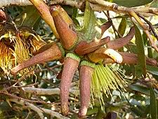 Eucalyptus lehmannii