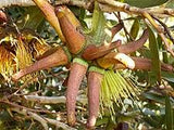 Eucalyptus lehmannii