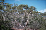 Eucalyptus lehmannii