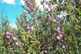 Leptospermum lavender queen