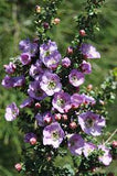 Leptospermum lavender queen