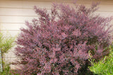 Leptospermum burgundy