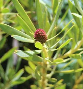 leucadendron-salignum-bright-eyes