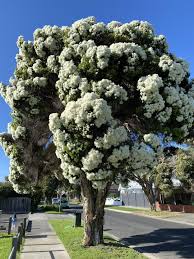 Melaleuca linariifolia