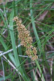 Lomandra longifolia