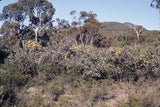 Eucalyptus macrandra