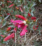 Eremophila maculata magenta