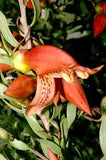 Eremophila maculata orange