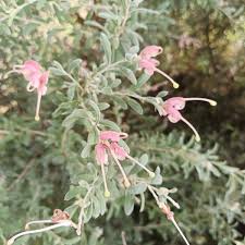 Grevillea arenaria x lavandulacea medika marvel