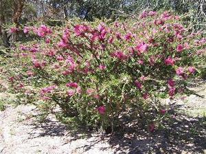 Melaleuca wilsonii 'Violet Honey Myrtle'